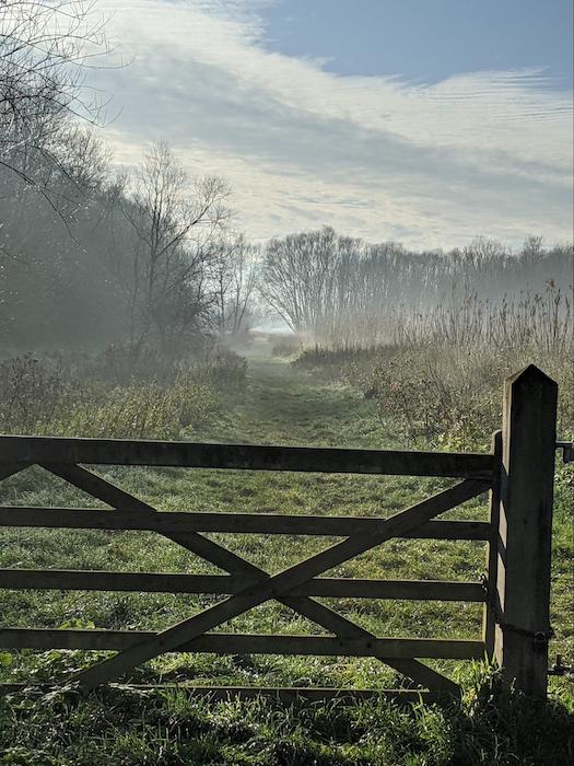 Sunshine through the trees viewed from a gate at Cow Hollow Wood, Waterbeach, Cambridge UK