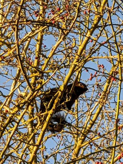 A black squirrel in the trees at Cow Hollow Wood, Waterbeach, Cambridge UK