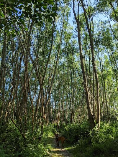 Sunshine through the trees at Cow Hollow Wood, Waterbeach, Cambridge UK