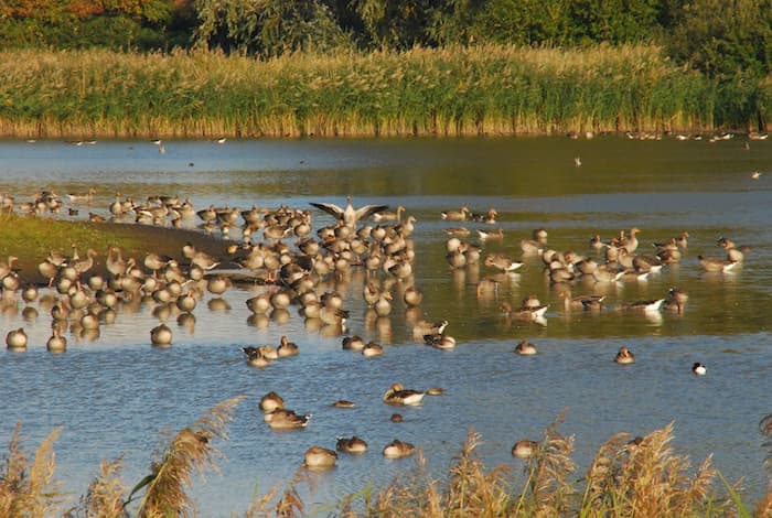 Wicken Fen nature reserve, photo by Jake Reich