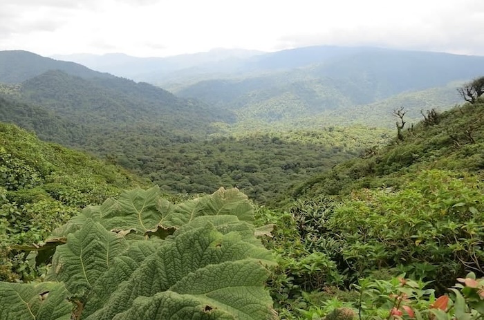 Our offsetting donation helped transform depleted Costa Rican pastures into permanent rainforests using native tree species.