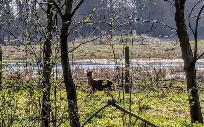 A deer at the Kingfishers Bridge nature reserve in Cambridgeshire. Photo taken by Cambridge Intelligence employee, Catherine.