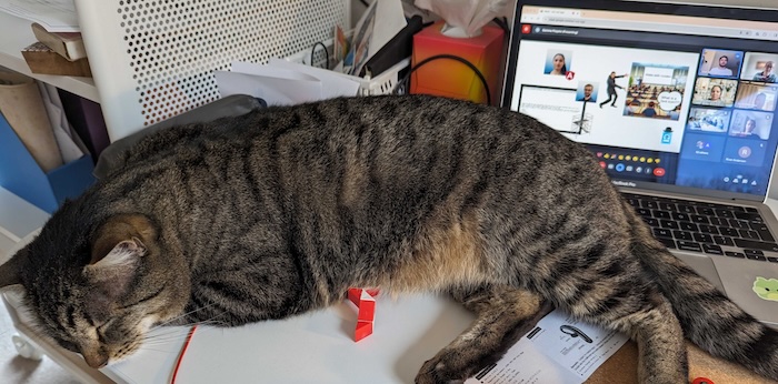 Nugsy the cat asleep next to a MacBook showing an online work meeting